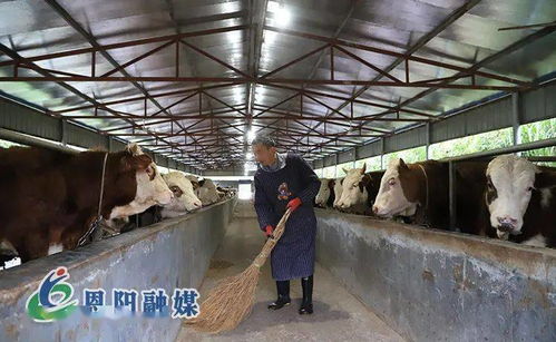 落實區(qū)委全會精神，夯實家禽養(yǎng)殖產(chǎn)業(yè)園區(qū)化基礎(chǔ)