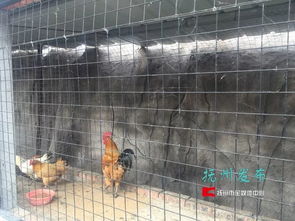 夢湖動(dòng)物園 當(dāng)“動(dòng)物園”邂逅家禽養(yǎng)殖，一場關(guān)于認(rèn)知與期待的碰撞